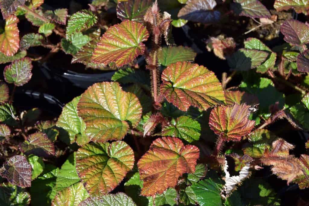 Rubus tricolor <span class="hidden specialOffer"></span> ---